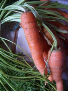 la carotte