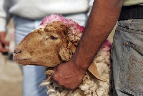 L’Aïd El-Kebir : La polémique Il y a des gens qui croient qu’en égorgeant un animal (une vache, un mouton, brebis,etc.), c’est aller à l’encontre du bien-être des animaux. Pourquoi? Parce que la bête est...