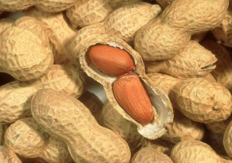 Aliment : Les cacahuètes (arachides) Les cacahuètes sont souvent populaire dû à son beurre d’arachides. C’est une pâte épaisse et lisse qui contient en majorité des cacahuètes broyées ainsi que du sel. Les pays occidentaux...