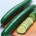 Le concombre est un légume-fruit et provient de la famille des cucurbitacées. C’est un proche parent des courges, citrouilles et melons. Entre l’Inde et la Chine poussait il y a...