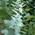Remède : L’eucalyptus L’eucalyptus s’appelle également gommier. Ses feuilles est ses branches les plus vieilles produisent une huile essentielle d’une grande richesse. Propriétés et usages : Antibiotique puissant, qui renforce le système immunitaire...
