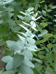Remède : L’eucalyptus L’eucalyptus s’appelle également gommier. Ses feuilles est ses branches les plus vieilles produisent une huile essentielle d’une grande richesse. Propriétés et usages : Antibiotique puissant, qui renforce le système immunitaire...