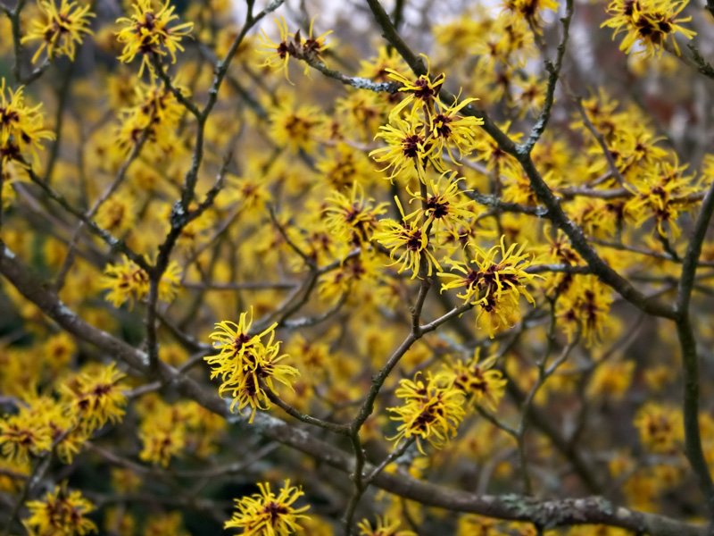 L’hamamélis est un arbrisseau à feuilles caduques, originaire d’Amérique. Ses feuilles, son écorce et ses racines s’utilisent à des fins médicinales en raison de leurs propriétés anti-inflammatoires. Propriétés et usages :...