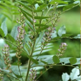 Remède : La réglisse La réglisse est une jolie plante vivace, à fleurs bleues, qui pousse principalement en Europe. La substance sucrée, que l’on extrait des racines, s’utilise en médecine et comme condiment. La...