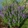 Remède : La sauge C’est la sauge rouge qui est utilisée à des fins thérapeutiques, mais l’espèce des jardins, verte, possède des propriétés semblables si on la fait pousser au soleil. Propriétés et usages :...
