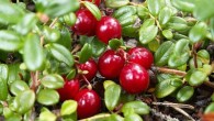 Les canneberges sont de petites baies acides, riches en vitamine C, qui renferment une substance excellente pour combattre les infections. Propriétés et usages : Action antiseptique sur le système urinaire Traite...
