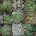 Voici une liste de plusieurs plantes aromatiques utilisées dans la cuisine Marocaine. Chiba : absinthe souvent utilisée pour le thé Nafaâ : anis Habbet hlaoua : anis vert d’Espagne Kerouiya...